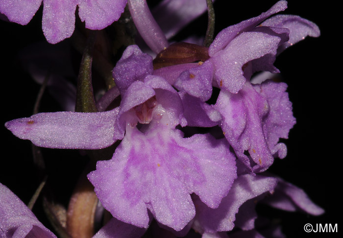 Dactylorhiza fuchsii x Gymnadenia conopsea