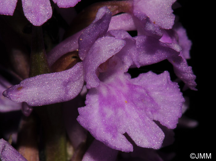 Dactylorhiza fuchsii x Gymnadenia conopsea