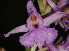 x Dactylodenia sancti-quintinii