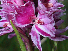  x Dactylodenia tourensis