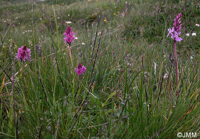 Dactylodenia tourensis & Dactylorhiza savogiensis