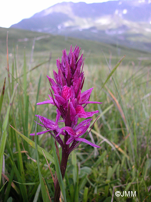 Dactylodenia tourensis