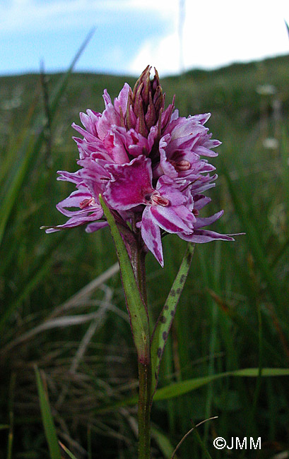 Dactylodenia tourensis