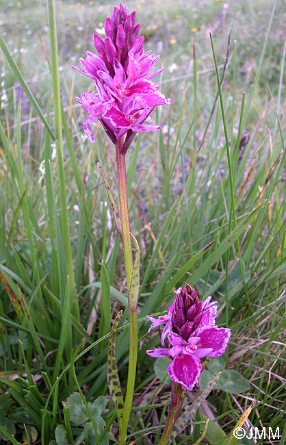 Dactylodenia tourensis