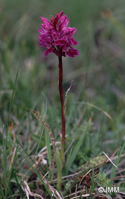 Dactylodenia tourensis