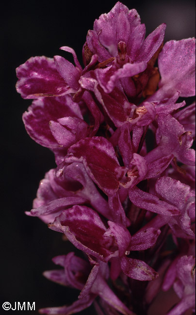 Dactylodenia tourensis