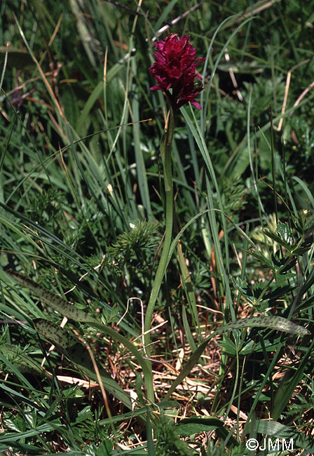 Dactylodenia tourensis