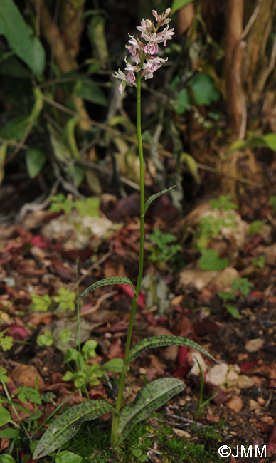 x Dactyloglossum conigerum