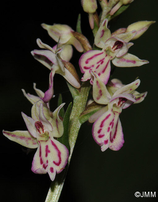 x Dactyloglossum conigerum