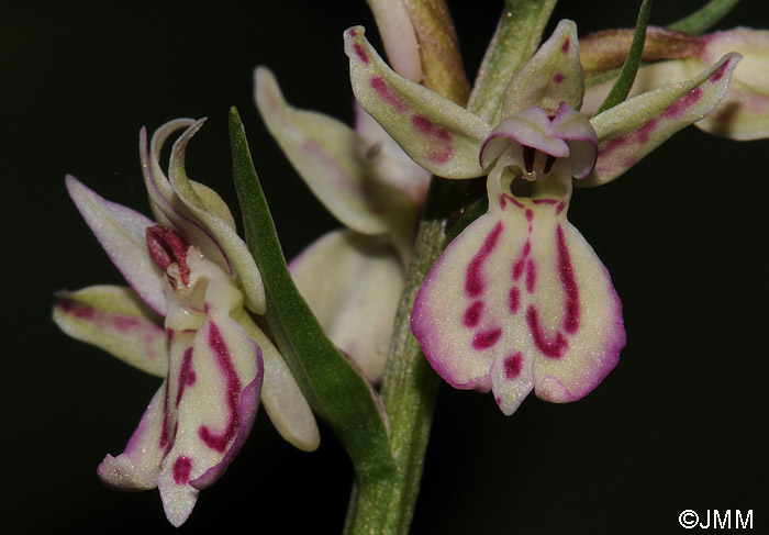 x Dactyloglossum conigerum