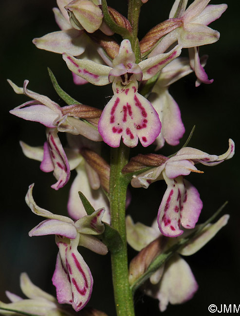 x Dactyloglossum conigerum