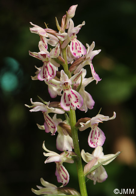 x Dactyloglossum conigerum