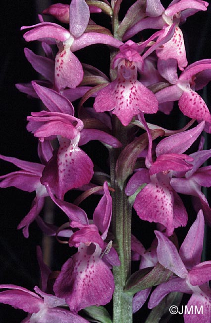 Dactylorhiza "de Praubert"