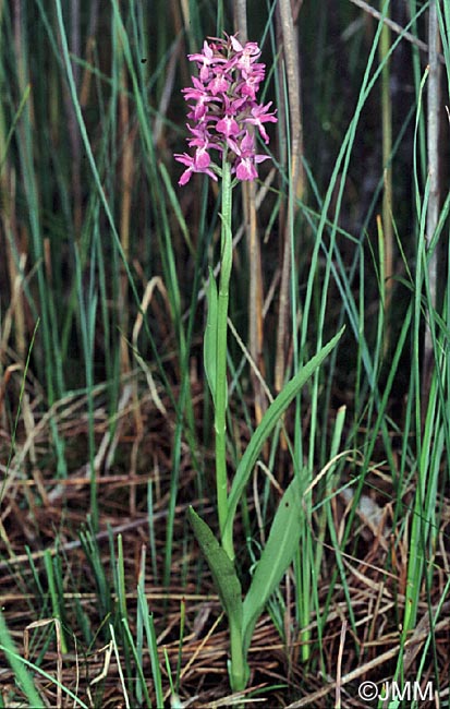 Dactylorhiza "de Praubert"