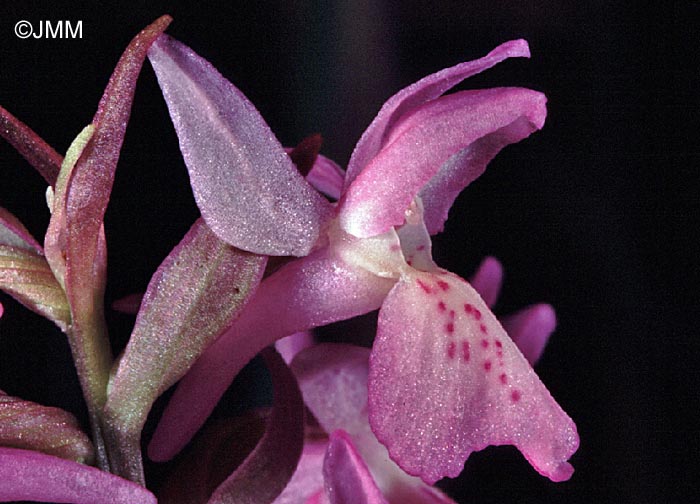 Dactylorhiza "de Praubert"