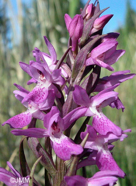 Dactylorhiza "de Praubert" 