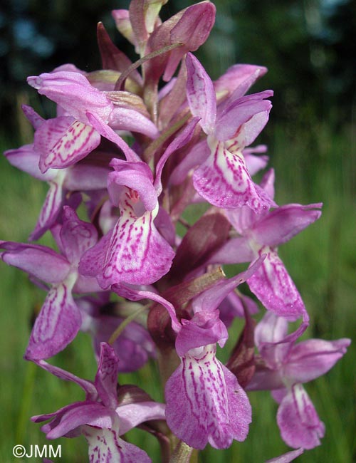 Dactylorhiza "de Praubert"