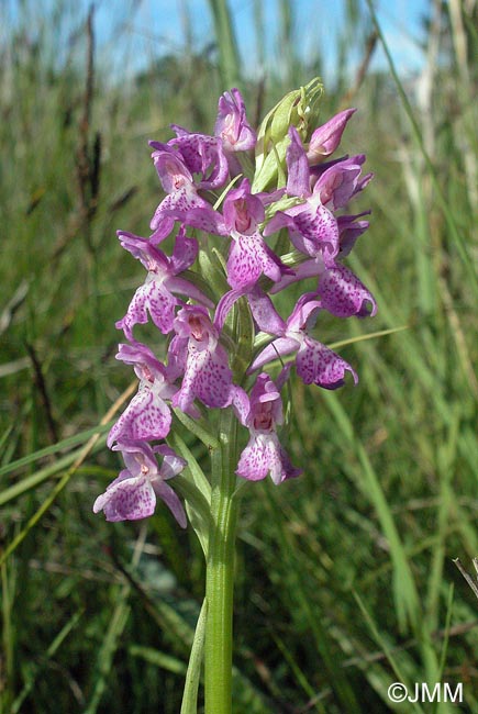 Dactylorhiza "de Praubert"