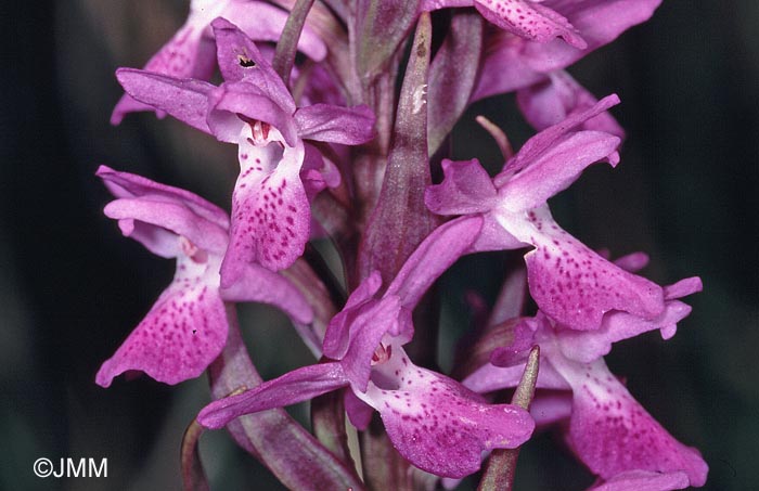 Dactylorhiza "de Praubert" 