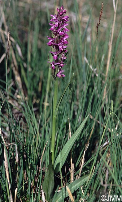 Dactylorhiza "de Praubert" 