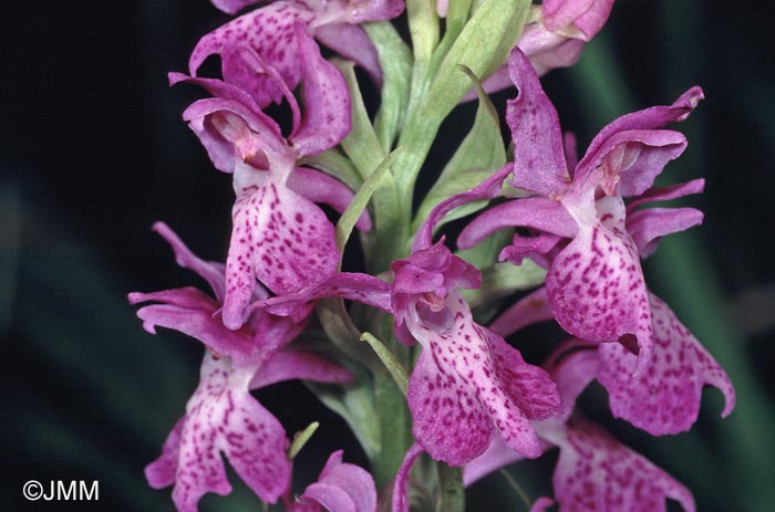 Dactylorhiza "de Praubert" 