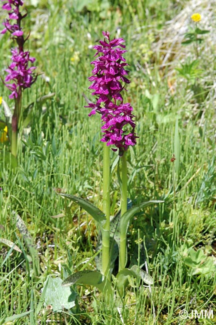 Dactylorhiza alpestris