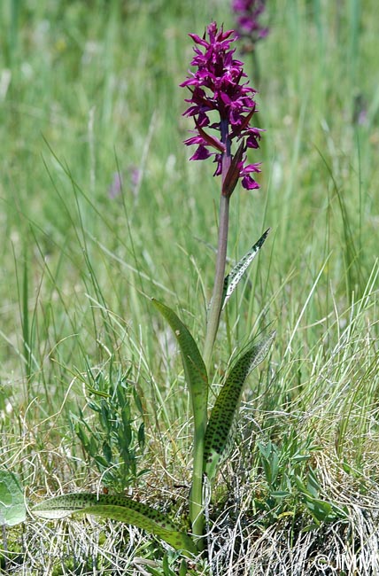 Dactylorhiza alpestris