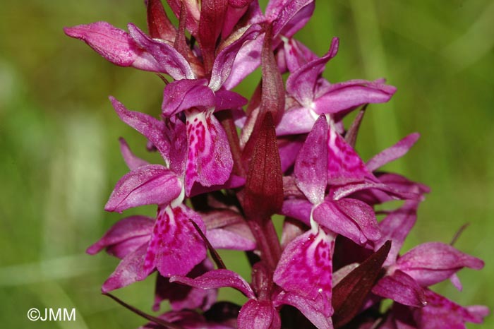 Dactylorhiza alpestris