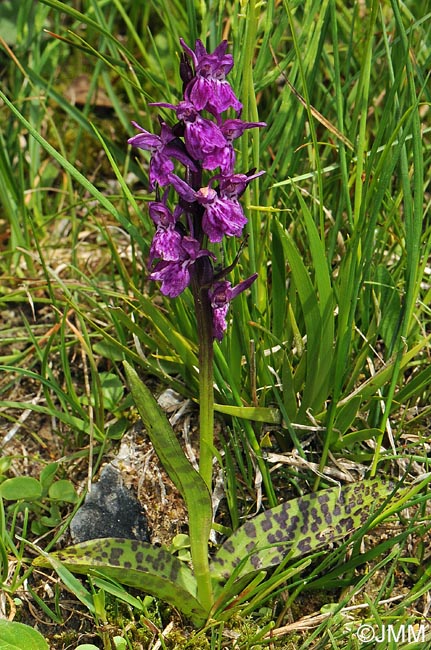 Dactylorhiza alpestris