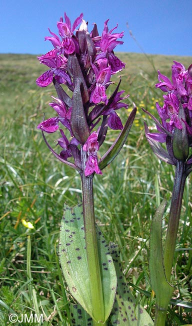 Dactylorhiza alpestris