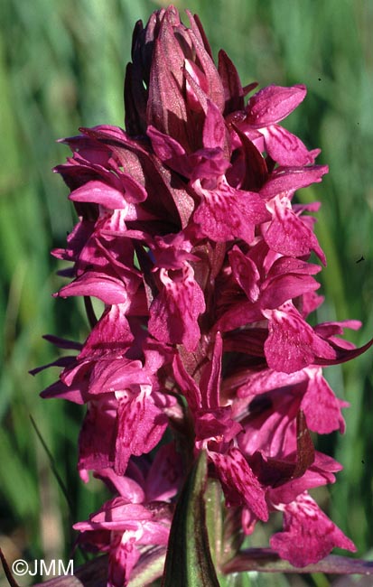 Dactylorhiza alpestris