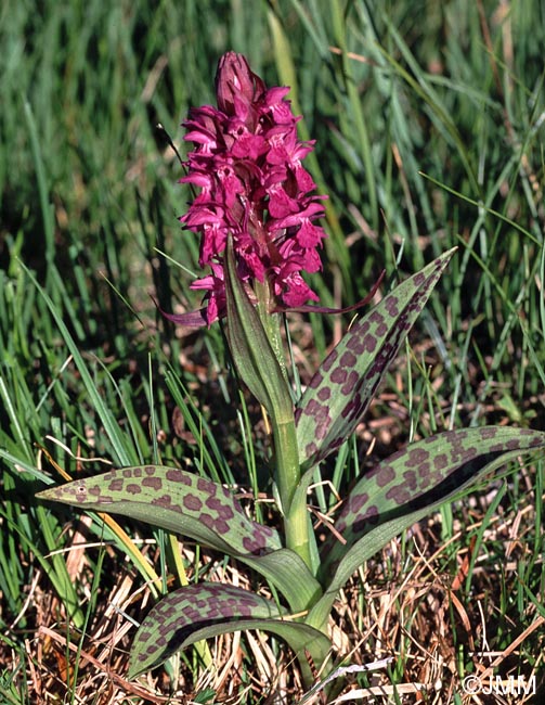 Dactylorhiza alpestris