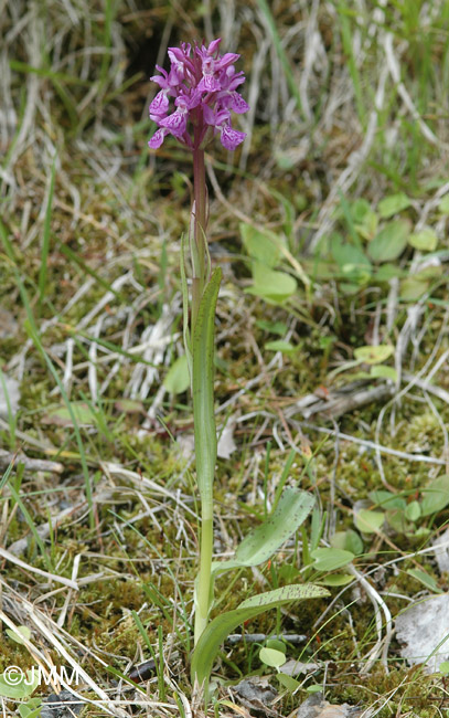 Dactylorhiza angustata