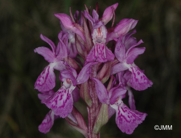 Dactylorhiza angustata