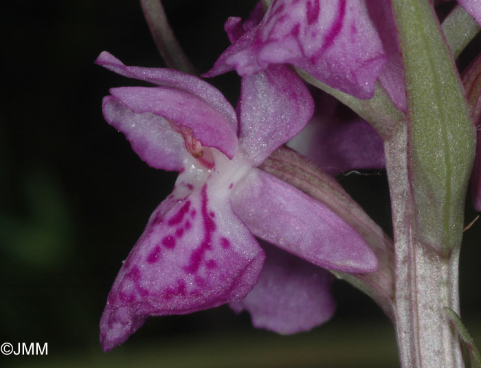 Dactylorhiza angustata