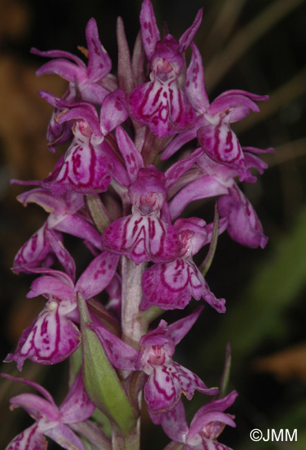 Dactylorhiza angustata