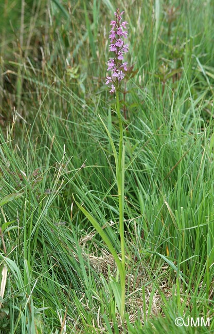 Dactylorhiza brennensis