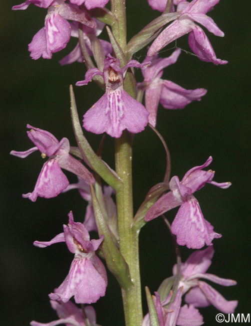 Dactylorhiza brennensis