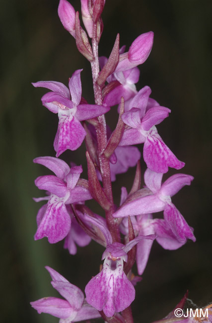 Dactylorhiza brennensis