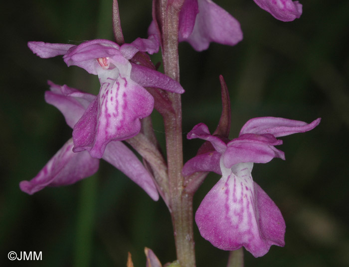 Dactylorhiza brennensis