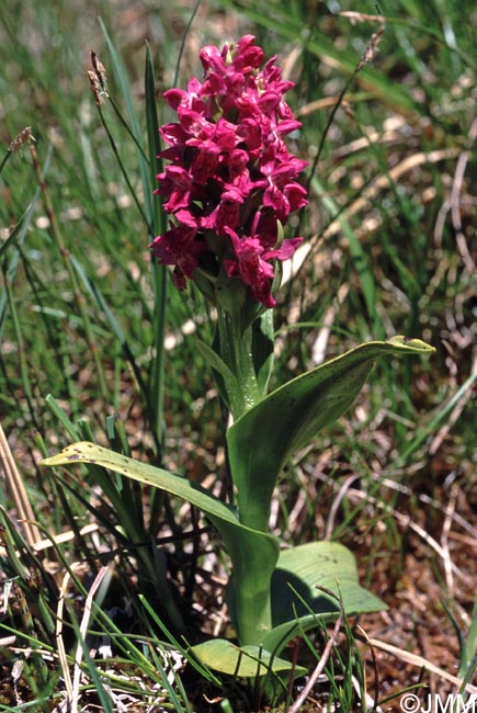 Dactylorhiza cruenta