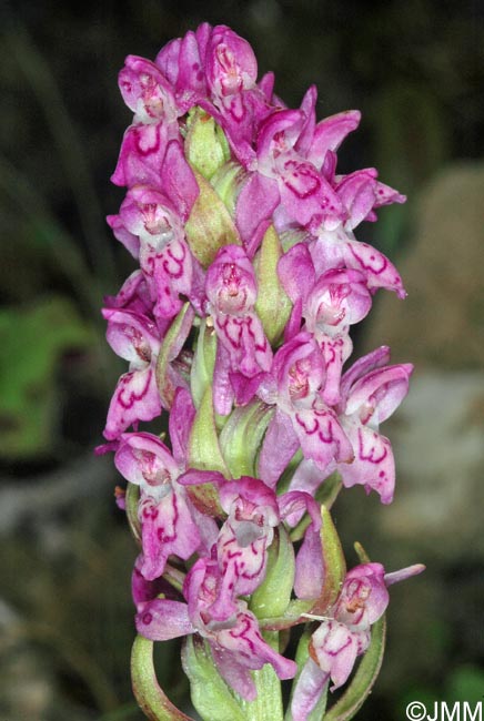Dactylorhiza cruenta