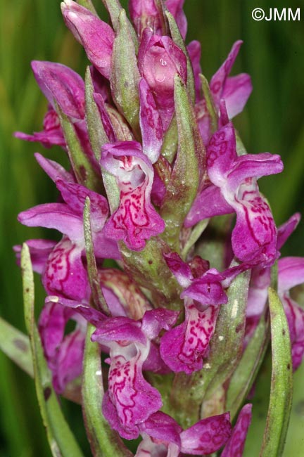 Dactylorhiza cruenta