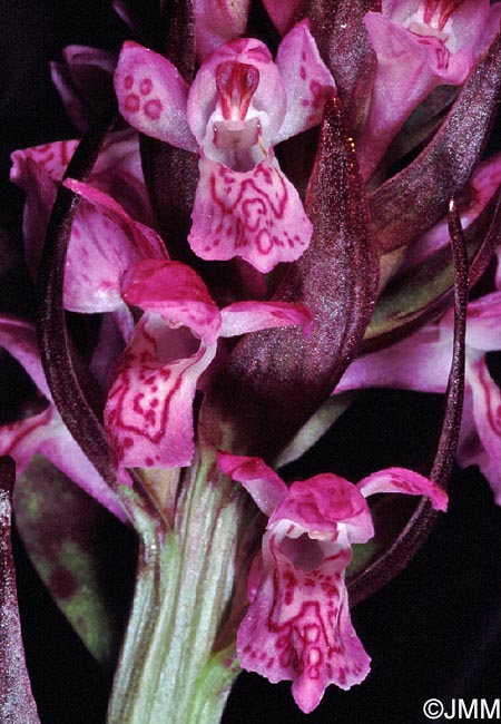 Dactylorhiza cruenta