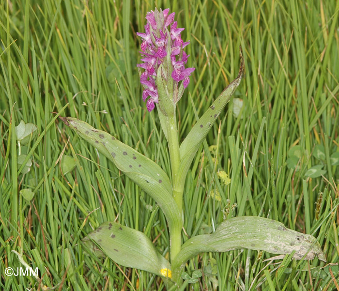 Dactylorhiza cruenta