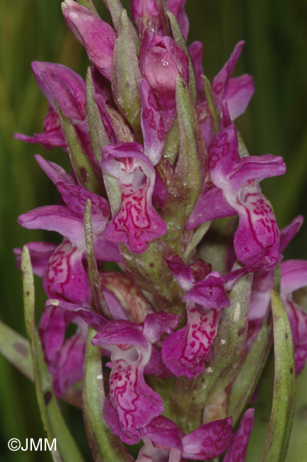 Dactylorhiza cruenta