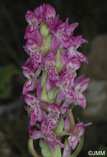 Dactylorhiza cruenta