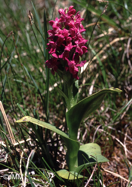 Dactylorhiza cruenta