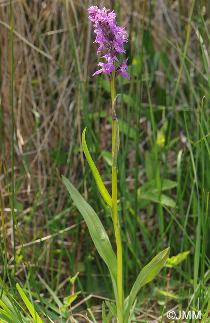 Dactylorhiza devillersiorum