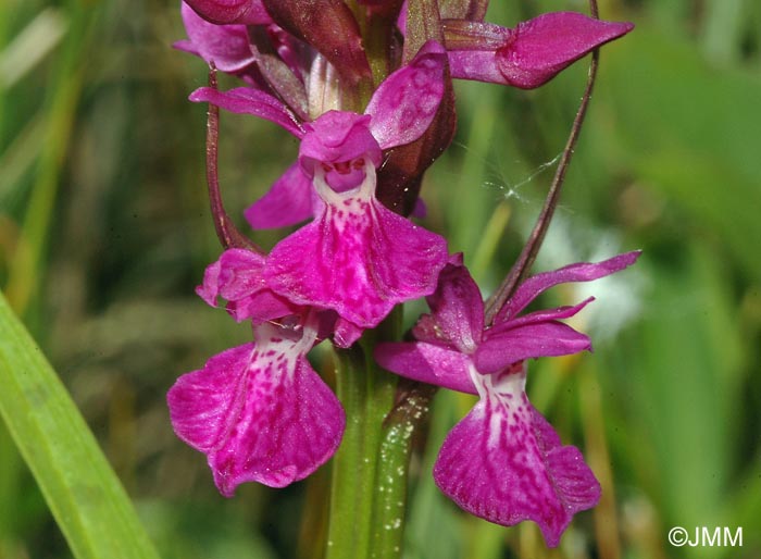 Dactylorhiza devillersiorum